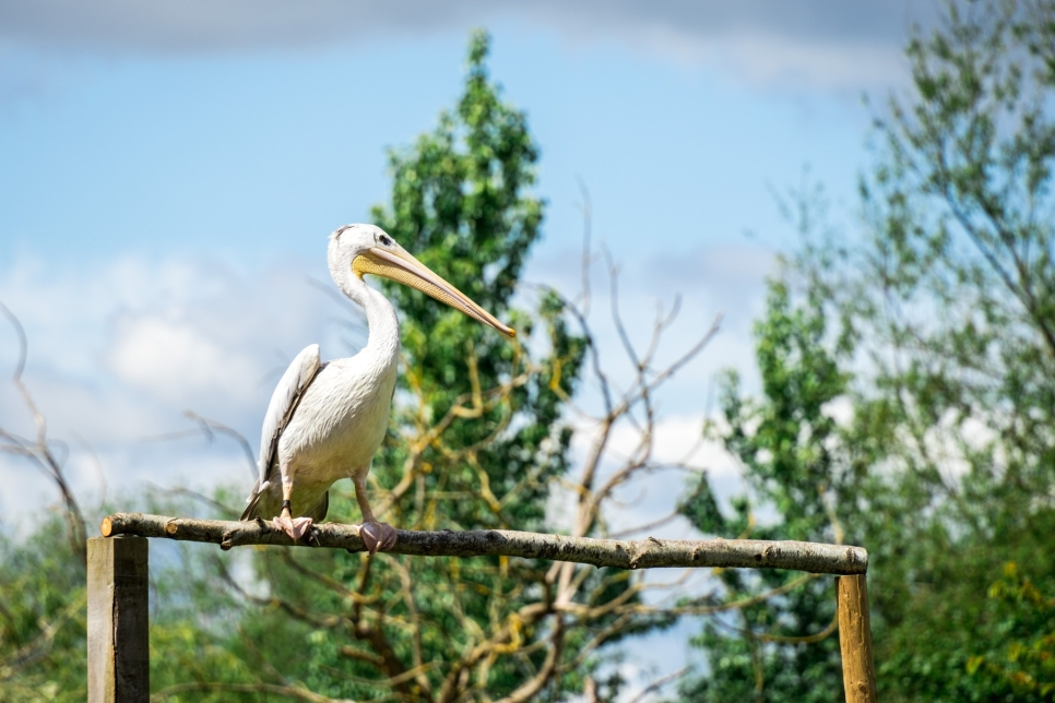 Your Slimbridge summer starts here